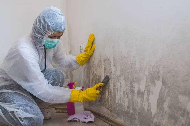 Best Biohazard Mold Removal  in Peabody, KS